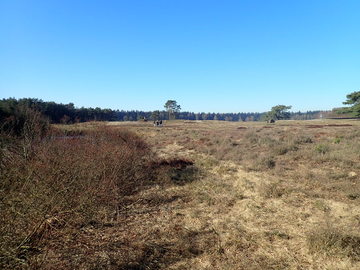 Eine Binnendüne an der Thülsfelder Talsperre wurde auf ca. 1,8 ha durch Freistellen von Gehölzen, Abplaggen von Oberboden und Beweidung als Lebensraumtyp aufgewertet. (Lokaler Partner: NLWKN Betriebsstelle Oldenburg, Foto Tom Kutter)