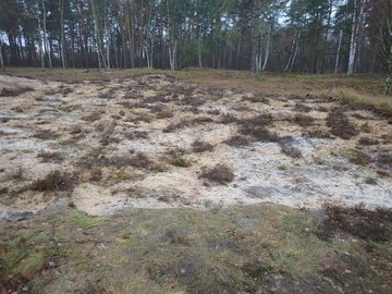 Die kleine Dünenheide „In den Bergen“ auf dem Gebiet der Stadt Celle wurde in Teilen von Gehölzen freigestellt. Angelegte Plaggflächen wurden per Mahdgutübertrag angeimpft, um so die Entwicklung von Dünen-LRT zu beschleunigen. (Foto: Tom Kutter)