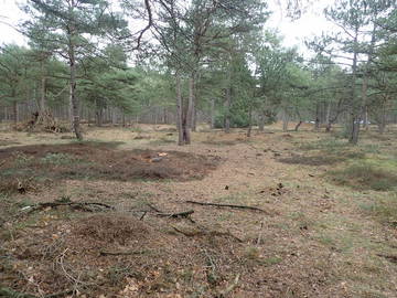 Im Wernerwald wurde die vorhandenen Krähenbeerheiden durch Pflegemaßnahmen freigestellt. (Lokaler Partner: Niedersächsische Landesforsten Forstamt Harsefeld, Foto: Tom Kutter)