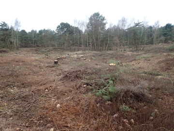 In der Sahlenburger Heide wurde eine Fläche von 2 ha erworben. Die Fläche wurde von Gehölzen freigestellt, das Matterial wurde abgefahren (Lokaler Partner: UNB der Stadt Cuxhaven, Foto: Tom Kutter)