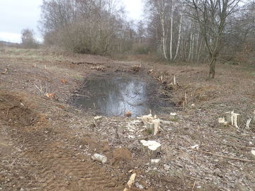 Um das letzte Vorkommen der Kreuzkröte im Stadtgebiet Hannovers zu stabilisieren, wurden zahlreiche Vertiefungen im Gelände von Gehölzen freigestellt. Diese Vertiefungen wurden dann zu regengespeisten Oberflächengewässern modelliert. (Foto: Tom Kutt