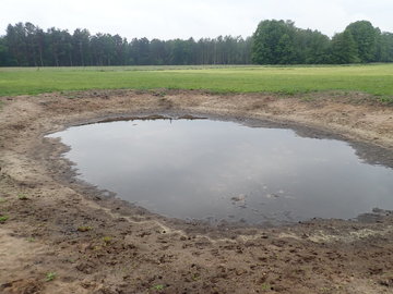 Zwei neue Gewässer für die Kreuzkröte (Bufo calamita) im FFH Gebiet Entenfang Boye ergänzen nun das vorhandene Mosaik an Gewässern und Kleingewässern. (Lokaler Partner: NABU Wienhausen, Foto: Tom Kutter)