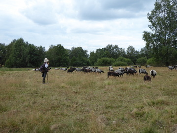 Um die Bostgrasen Badenstedt im gleichnamigen FFH-Gebiet zu stabilisieren, wurden Gehölze entnommen und Teile des Oberbodens flach abgeschoben. Eine Beweidung mit Ziegen soll zu messbaren Erfolgen für artenreiche Borstgrasrasen führen. (Foto: Tom Kutt