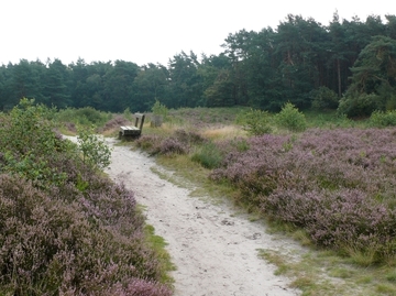 Wanderweg durch Besenheide