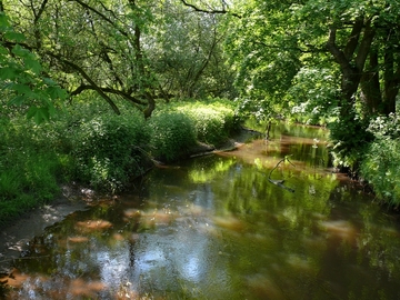 Soeste bei Neumühlen