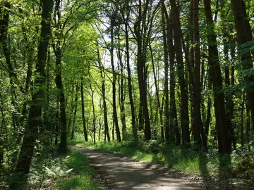 Waldweg an der Talsperre