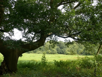 Landschaftsschutzgebiet "Lethetal"