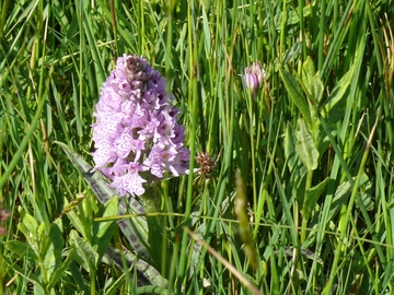 Geflecktes Knabenkraut