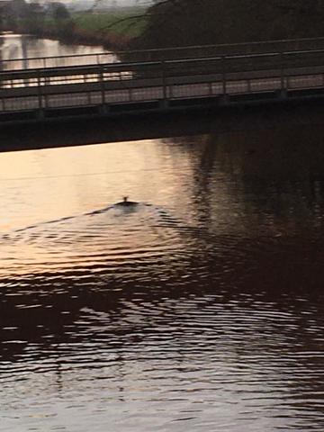 …und verschwand schließlich unter der Brücke hindurch landeinwärts.