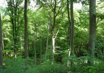 Strukturreicher mesophiler Kalkbuchenwald mit hohem Alt- und Totholzanteil