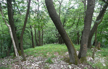 Eichen-Hainbuchen-Niederwälder trockenwarmer Kalkstandorte