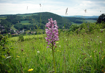 Helm-Knabenkraut (Orchis militaris), Charakterart der orchideenreichen Kalkmagerrasen der Sieben Berge