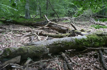 Strukturreicher mesophiler Kalkbuchenwald mit hohem Alt- und Totholzanteil