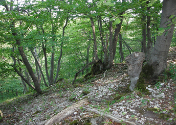 Orchideen-Buchenwald mit Niederwaldstruktur