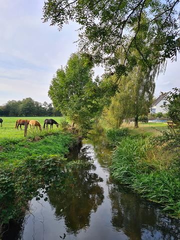 Erse bei Wipshausen