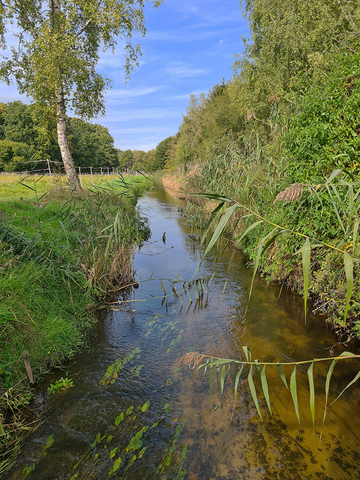 Erse als LRT 3260 - Fließgewässer mit flutender Wasservegetation