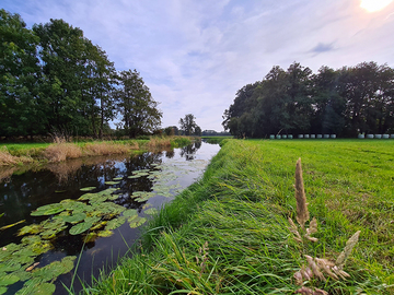 Erse mit typischer Wasservegetation