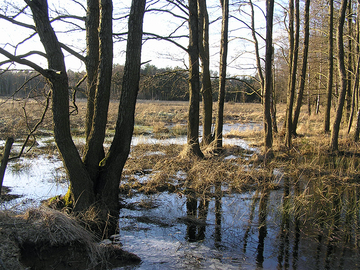 Oeninger Moor