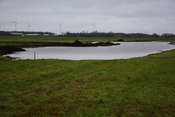 Wie geplant, führen die Blänken im Januar 2021 bereits Wasser. Es stellen sich die für die Wiesenvögel so wichtigen nassen bis feuchten Bodenverhältnisse ein. Die Flächen sind bereit für den „Einzug“ der Wiesenvögel.