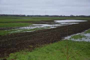 Neben den wasserführenden Blänken ist ein bereits „grüner Flaum“ auf den Verwallungen zu erkennen (vorne).