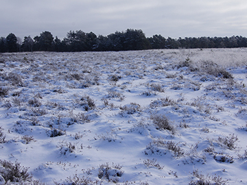 Bissendorfer Moor