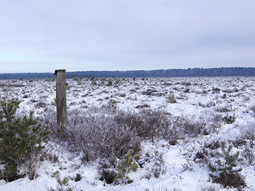 Bissendorfer Moor