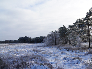 Bissendorfer Moor