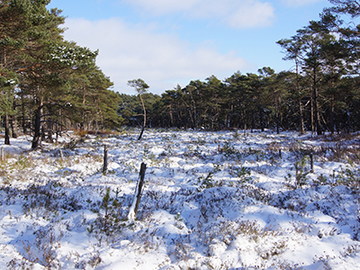 Helstorfer Moor