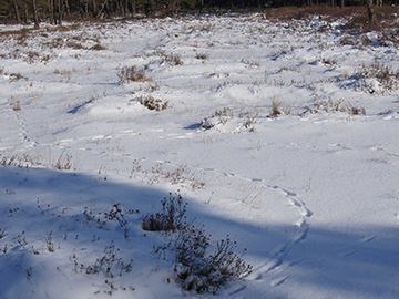 Helstorfer Moor