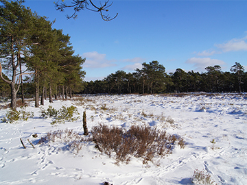 Otternhagener Moor