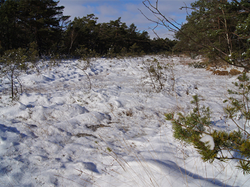 Otternhagener Moor