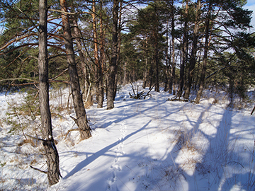 Otternhagener Moor