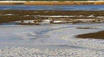 Der Bingumer Sand aus der Nähe: Die Insel liegt unter Eis und Schnee und hat den Vögeln im Moment nicht viel zu bieten...