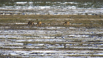 … die Rehe halten dem kleinen Eiland jedoch weiterhin die Treue.