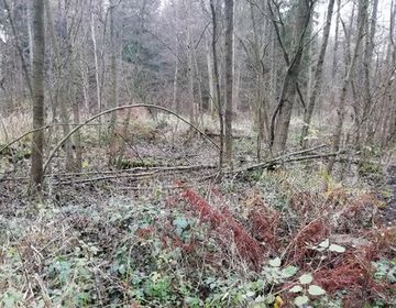 Ohne Wasser verschwindet entlang des Langen Damms ein bereits renaturierter Abschnitt des Jafelbachs im Unterholz.