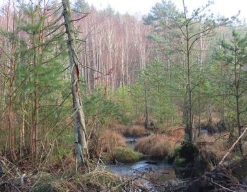 Östlich des Königsdamms wurden bereits Vernässungsmaßnahmen umgesetzt. Selbst bei der sonst vorherrschenden Trockenheit ist hier Wasser zu finden.