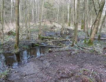 Der im Oktober noch kaum als Bach zu identifizierende, bereits renaturierte Verlauf des Jafelbachs entlang des Langen Damms führt nun endlich wieder Wasser und wird nun seinem Namen gerecht.