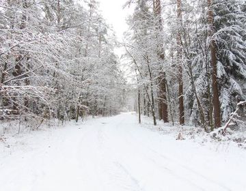 Das Jafelgebiet verwandelt sich durch den Schnee in einen Märchenwald.