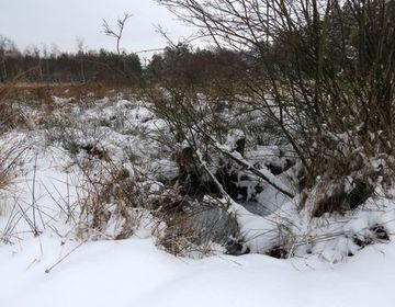 So sieht der Winter im Kucksmoor aus. Durch die aus dem Schnee herausragenden Gräser erscheint das Moor viel bunter.