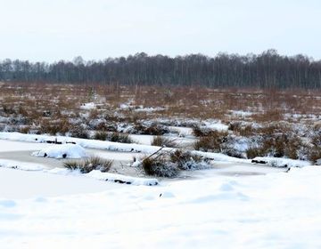 Im Großen Moor wurden bereits Pütten zur Renaturierung des Moores angelegt. Die jüngeren sind durch den geringen Bewuchs deutlich von den älteren zu unterscheiden.