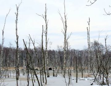 Am Charlottenhof wurde bereits eine Fläche angestaut. Der ursprüngliche Birkenwald ist abgestorben, sodass die notwendigen Lichtverhältnisse für die Moorentstehung wieder gegeben sind.