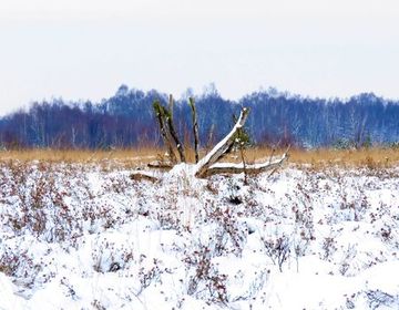 Eine weitere Besonderheit im Großen Moor: Die Heideflächen, welche sich auf den verbliebenen hohen Resttorfrücken aus Hochmoortorf gebildet haben.