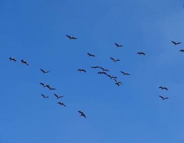 Kraniche sind Zugvögel, die meist erst im Frühjahr zur Brut nach Deutschland kommen.