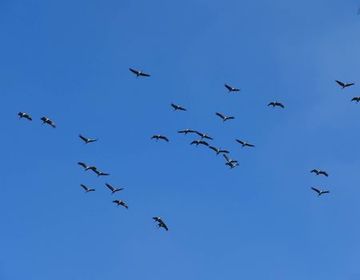 Kraniche sind Zugvögel, die meist erst im Frühjahr zur Brut nach Deutschland kommen.