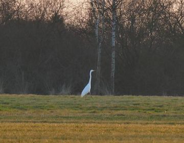 Seit wenigen Jahren kann auch der Silberreiher im Frühjahr im Großen Moor beobachtet werden.