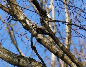 Der Kleinspecht ist, wie der Name bereits sagt, der kleinste Vertreter der Spechte und in etwa so groß wie ein Spatz.