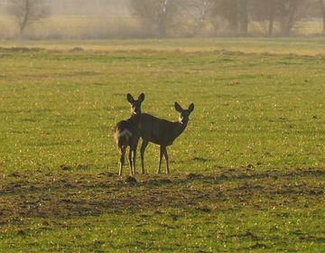 Auch andere Tiere, wie Rehe, kommen zum Äsen auf den Wiesen aus ihren Verstecken.