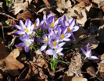 Krokusse werden schon so lange in Deutschland angepflanzt, dass diese Neophyten für uns zu den typischen Frühblühern gehören. Dabei verbreiten sie sich langsam aus den Gärten in die freie Landschaft.