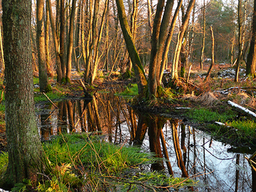 Der Sauerbach im Nordwesten des Großen Moores wurde von den Landesforsten bereits 2011 renaturiert. In der Aue stellt sich ein Erlenbruchwald ein, da die Erle eine sehr gut an feuchte Bedingungen angepasste Baumart ist.