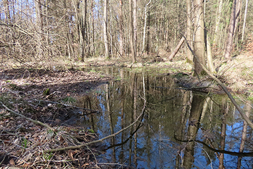 Auch im KliMo-Südheide-Projektgebiet haben die NLF bereits Renaturierungsmaßnahmen umgesetzt – z.B. in diesem wiedervernässten Abschnitt des Jafelbachs entlang des Langen Damms.